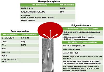 Genetic and Epigenetic Characterization of Pulpal and Periapical Inflammation